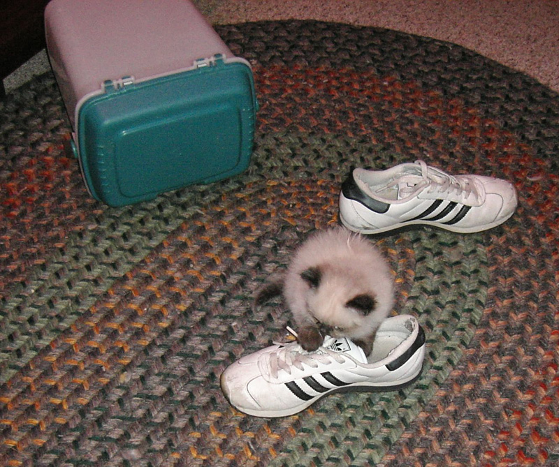w2974MG almost to big to fit in Margarets shoes.jpg 286.6K